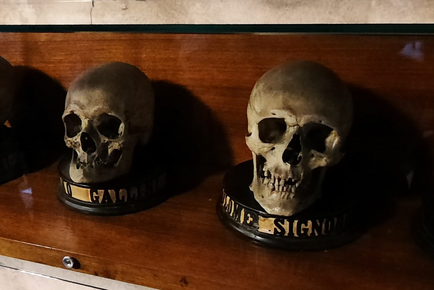 Professors' skulls in the Hall of Medicine. Palazzo Bo, Padua - 02.jpg